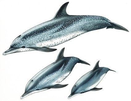 Delfín manchado del Atlántico (Stenella frontalis)